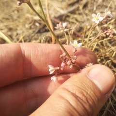 Jarilla heterophylla