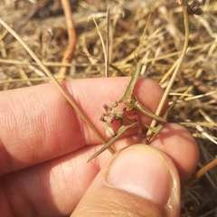 Jarilla heterophylla