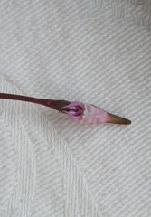 Disperis woodii