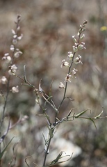 Streptanthus glandulosus albidus