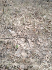 Chamaecytisus ruthenicus