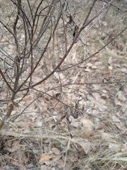 Chamaecytisus ruthenicus