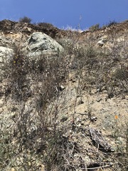 Streptanthus glandulosus albidus