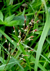 Chrysopogon