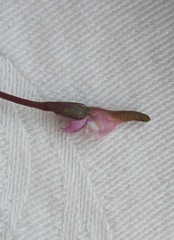 Disperis woodii