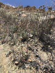 Streptanthus glandulosus albidus