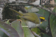 Abroscopus schisticeps