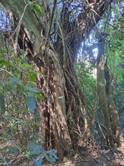 Ficus natalensis