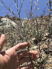 Streptanthus glandulosus albidus