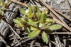 Plagiobothrys torreyi