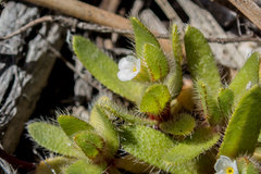 Plagiobothrys torreyi