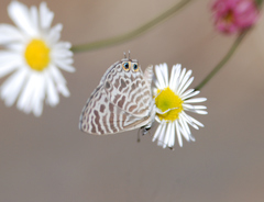 Leptotes plinius