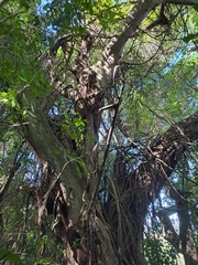 Ficus natalensis