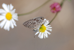 Leptotes plinius