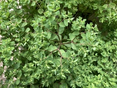 Euphorbia peplus