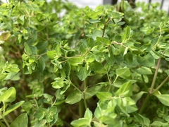 Euphorbia peplus