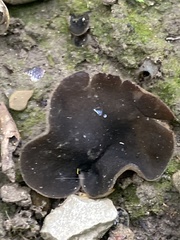 Dissingia leucomelaena