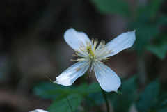 Clematis montana