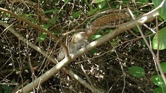 Funambulus palmarum