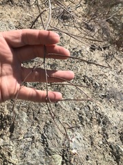 Streptanthus glandulosus albidus