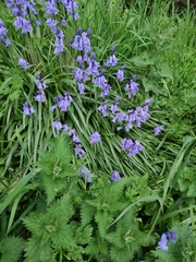 Hyacinthoides non-scripta