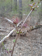 Sambucus sibirica