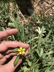 Ranunculus inamoenus