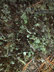 Cladonia pleurota