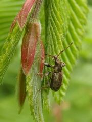 Phyllobius contemptus