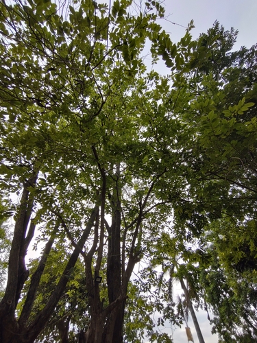 Image of Wrightia arborea by (c) Utain Pummarin, some rights reserved (CC BY)