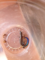 Plestiodon callicephalus