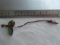 Disperis woodii