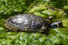 Trachemys scripta
