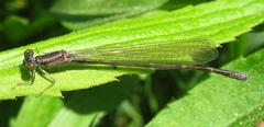 Enallagma exsulans