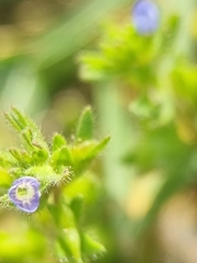 Veronica arvensis