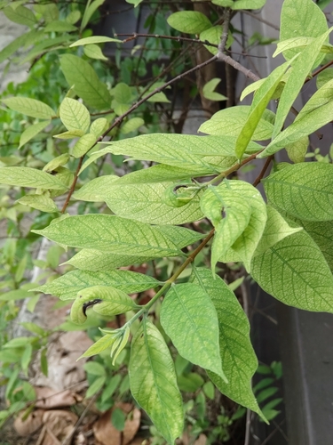 Image of Wrightia arborea by (c) Utain Pummarin, some rights reserved (CC BY)
