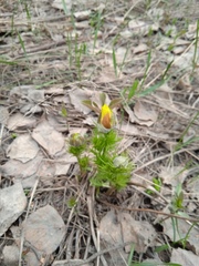 Adonis vernalis