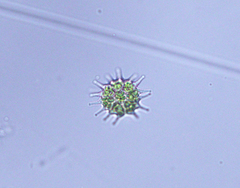 Pseudopediastrum