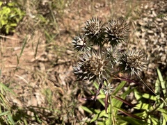 Macledium speciosum