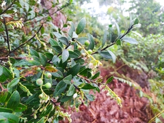 Vaccinium meridionale