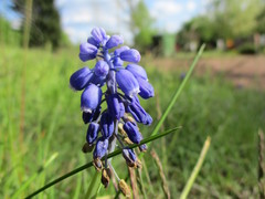 Muscari armeniacum