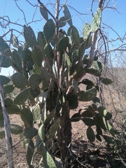 Opuntia decumbens