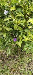 Brunfelsia australis
