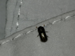 Trypodendron