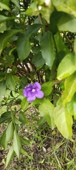 Brunfelsia australis