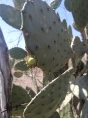 Opuntia decumbens