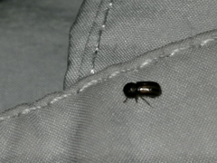 Trypodendron