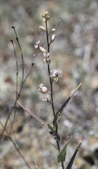 Streptanthus glandulosus albidus