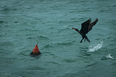Phalacrocorax carbo
