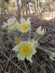 Pulsatilla patens